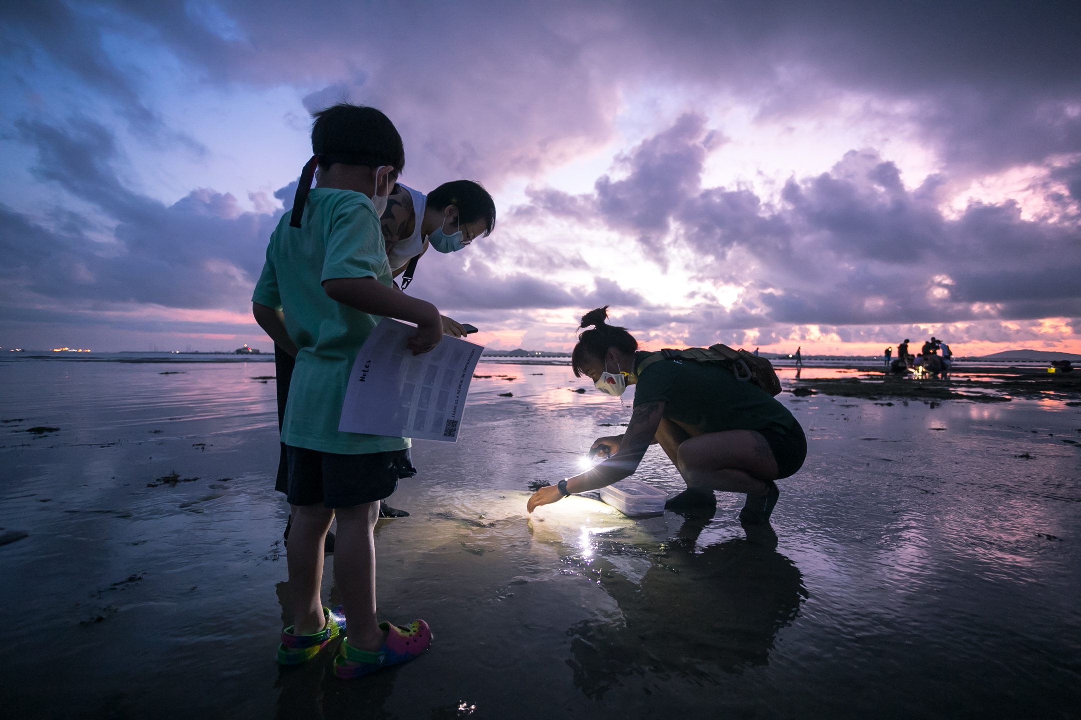 Intertidal Exploration | Marine Animals of Singapore | The Untamed Path | Changi Beach | East Coast | Pasir Ris | Singapore | Pelago