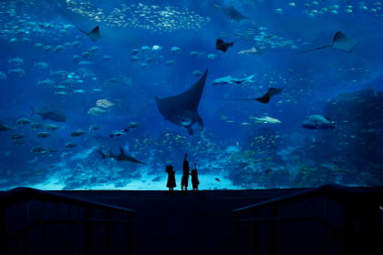 S.E.A. Aquarium with Free $10 Meal Voucher (SQ Malaysia Time to Fly Campaign) - Photo 1 of 3