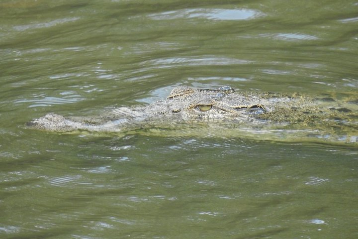 Wildlife at Sungei Buloh Wetland Reserve - Photo 1 of 11