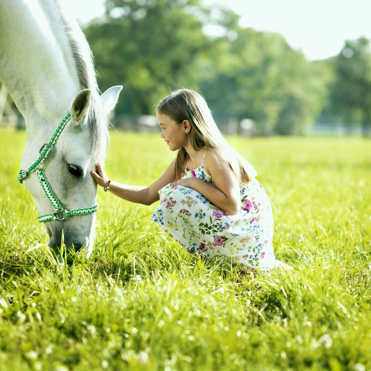 Lipica Lipizzan Stud Farm - Photo 1 of 5