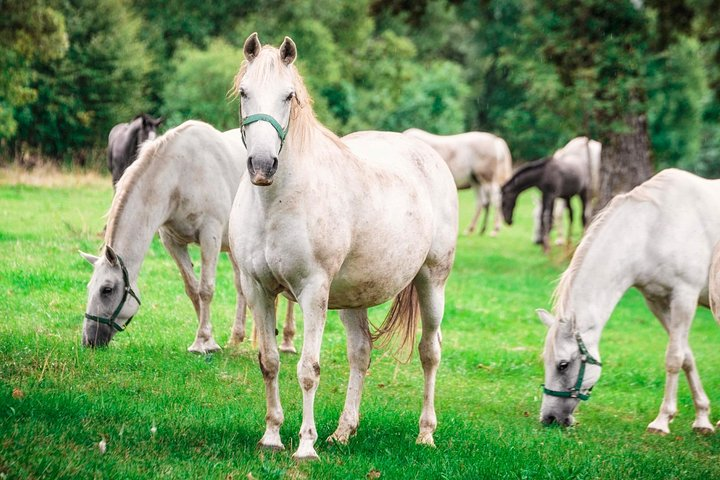 Lipica Stud Farm Tour (up to 8 persons) - Photo 1 of 14