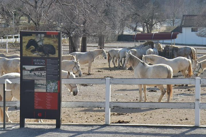 Piran trip to world-famous stud farm Lipica from Piran half day - Photo 1 of 8