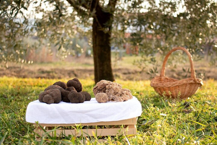 Private Truffle Hunting in Slovenia  - Photo 1 of 8