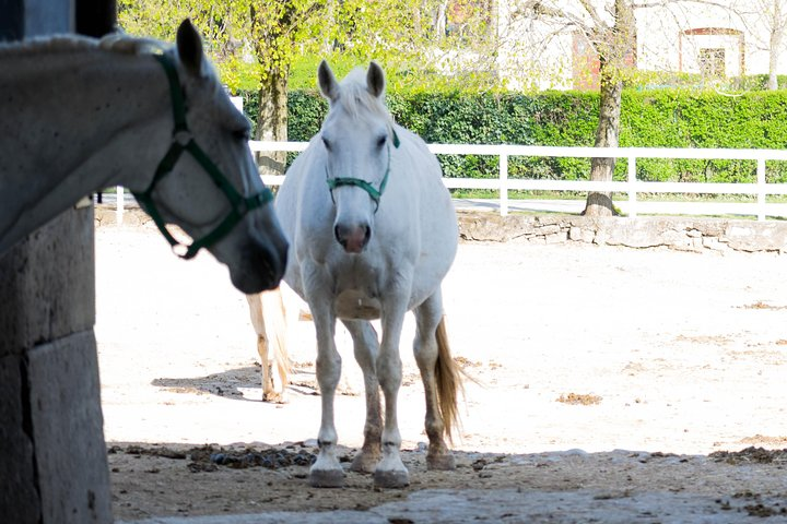 Lipican Horses