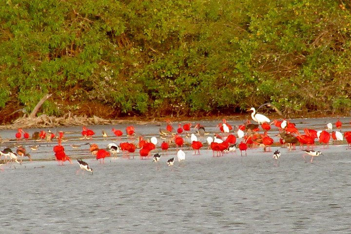 Many Ibises at the Bigi Pan lake 