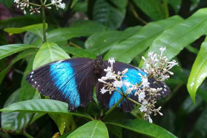 Neotropical Butterfly Park and Colakreek Full-Day Tour - Photo 1 of 6