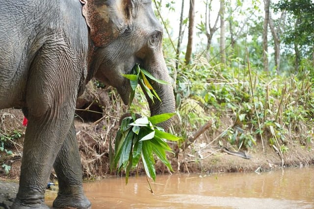 1-Hour Guided Khaolak Elephant Sanctuary Observation Tour