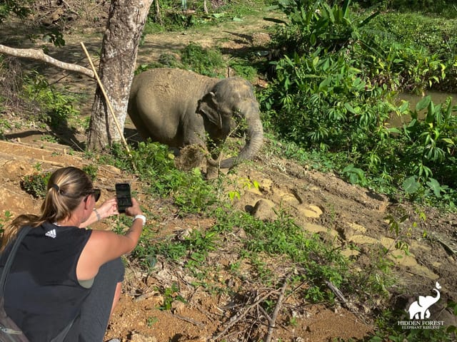 Phuket: Hidden Forest Elephant Reserve with Lunch & Transfer Half Day Tour - Photo 1 of 10