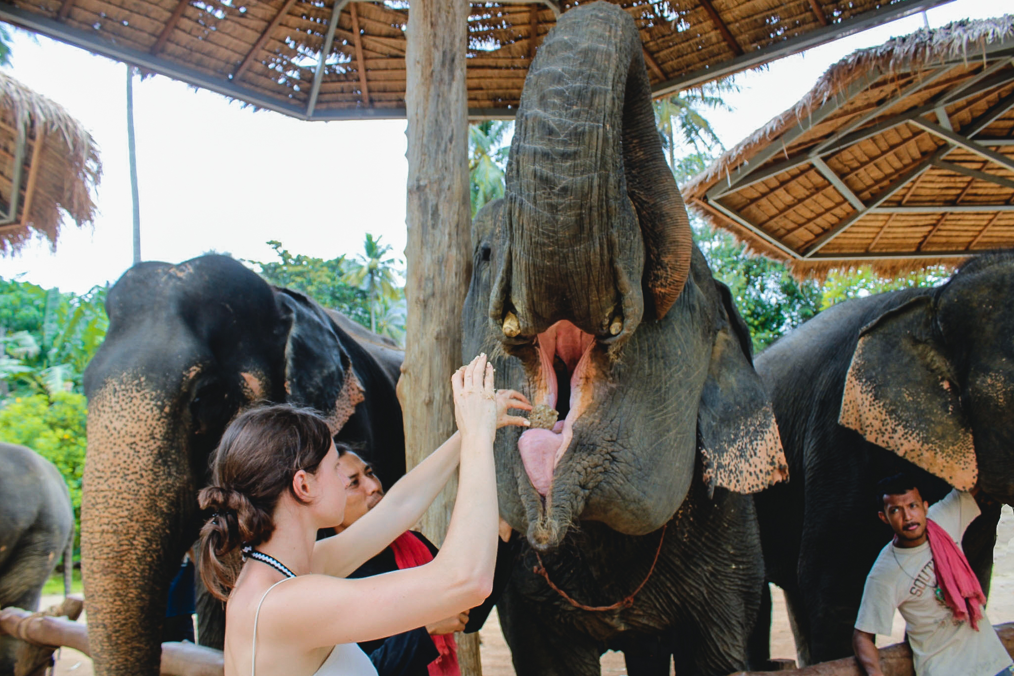 Ao Nang Elephant Sanctuary Half-day Guided Tour - Photo 1 of 10