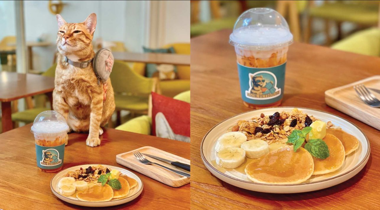 Asok Pethouse Cat Café Experience in Bangkok - Photo 1 of 5