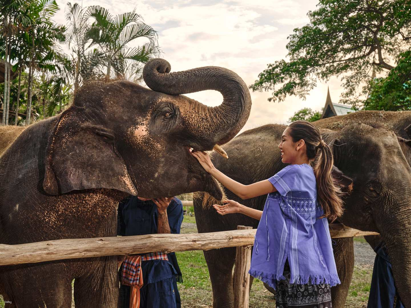 Bangkok Elephant Care by Bangkok Elephant Park | Thailand - Photo 1 of 10