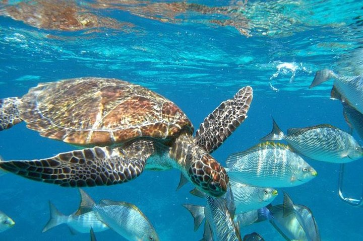 Best Seller - Surin Islands Snorkeling Trip from Khao Lak - Photo 1 of 25