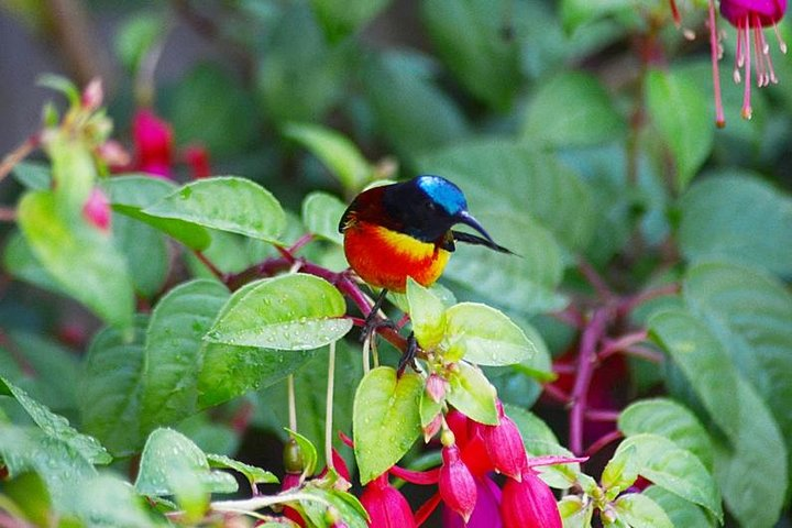 Bird Watching Doi Inthanon  - Photo 1 of 16