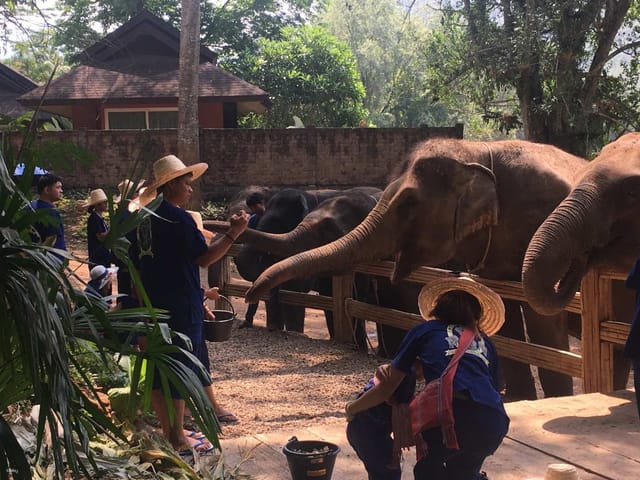 chiang-mai-hug-elephant-sanctuary-and-long-neck-half-day-tour-thailand_1