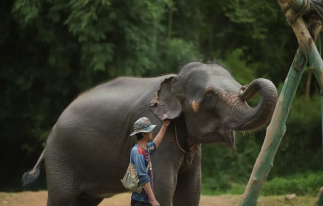 Chiang Mai: National Elephant Care & Rafting / Ziplines Half-Day Tour with Inclusive Lunch | Thailand - Photo 1 of 10