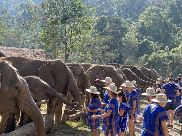 Chiang Mai: New Elephant Home Walking with Giants Tour | Thailand - Photo 1 of 10