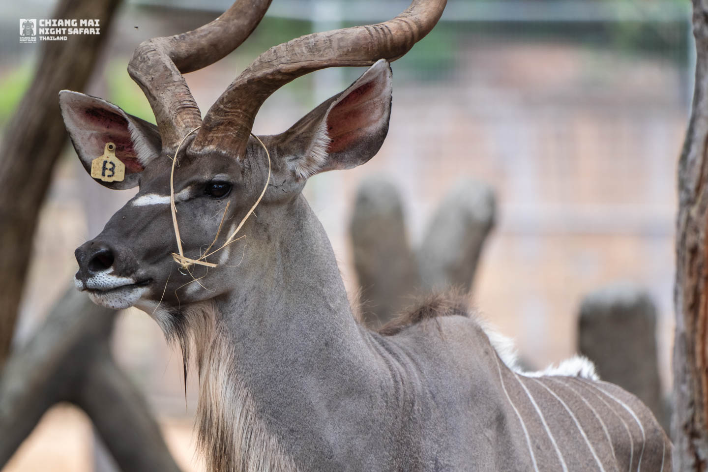 Chiang Mai Night Safari - Photo 1 of 10