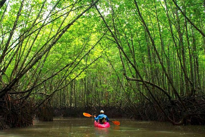 PRIVATE TOUR MANGROVE kAYAK