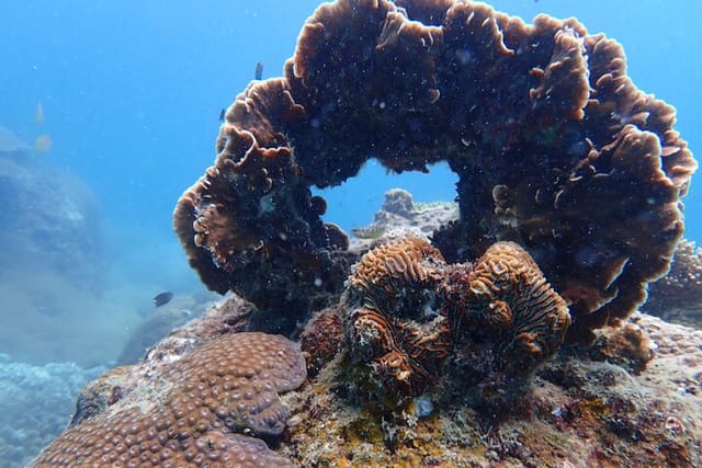 Dive Trip Experience in Koh Tao - Photo 1 of 14