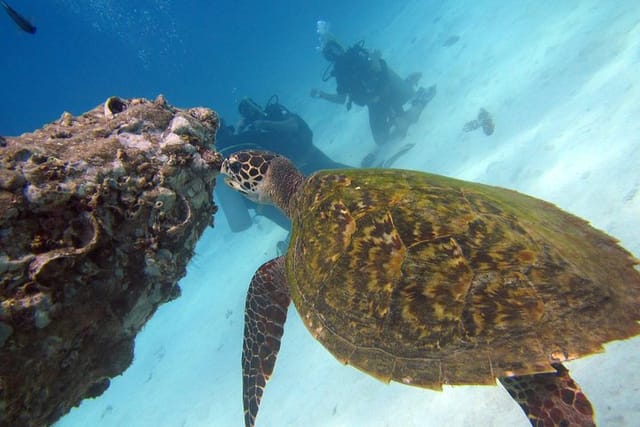 Hawksbill Turtle at Koh Tao