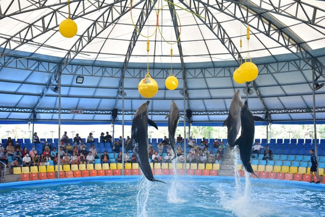 Dolphin Show | Dolphins Bay | Phuket | Thailand | Pelago