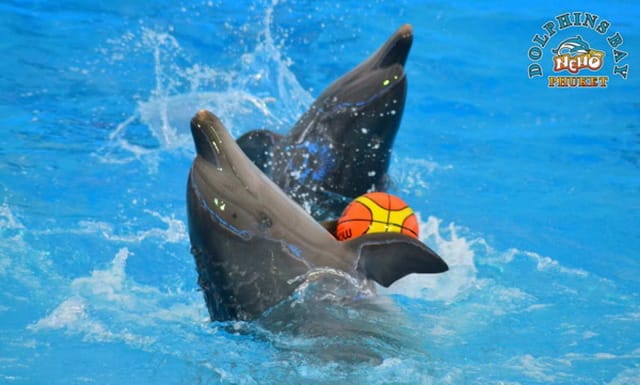 dolphins-bay-phuket-ticket_1