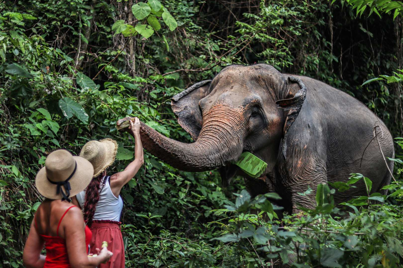 Elephant Adventure Experience at Phuket Elephant Nature Reserve | Thailand - Photo 1 of 9