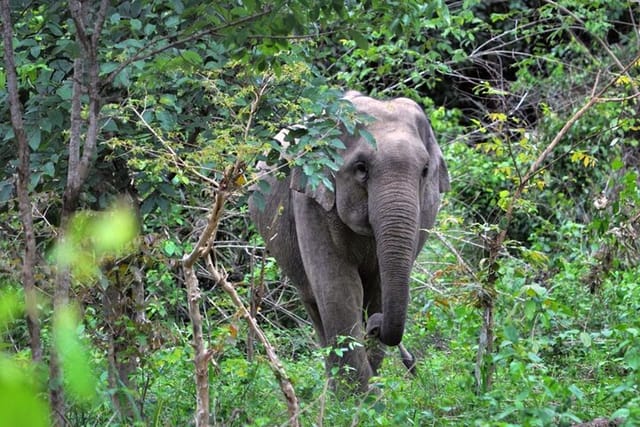 Wild Elephant