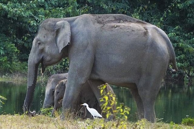 Elephant and Wildlife Watching in Kuiburi National Park - Private Afternoon Tour - Photo 1 of 12