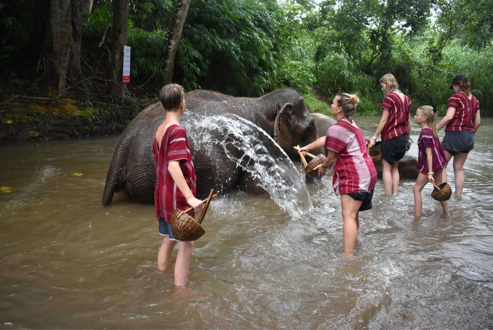 Elephant Discovery Chiang Mai | Thailand - Photo 1 of 7