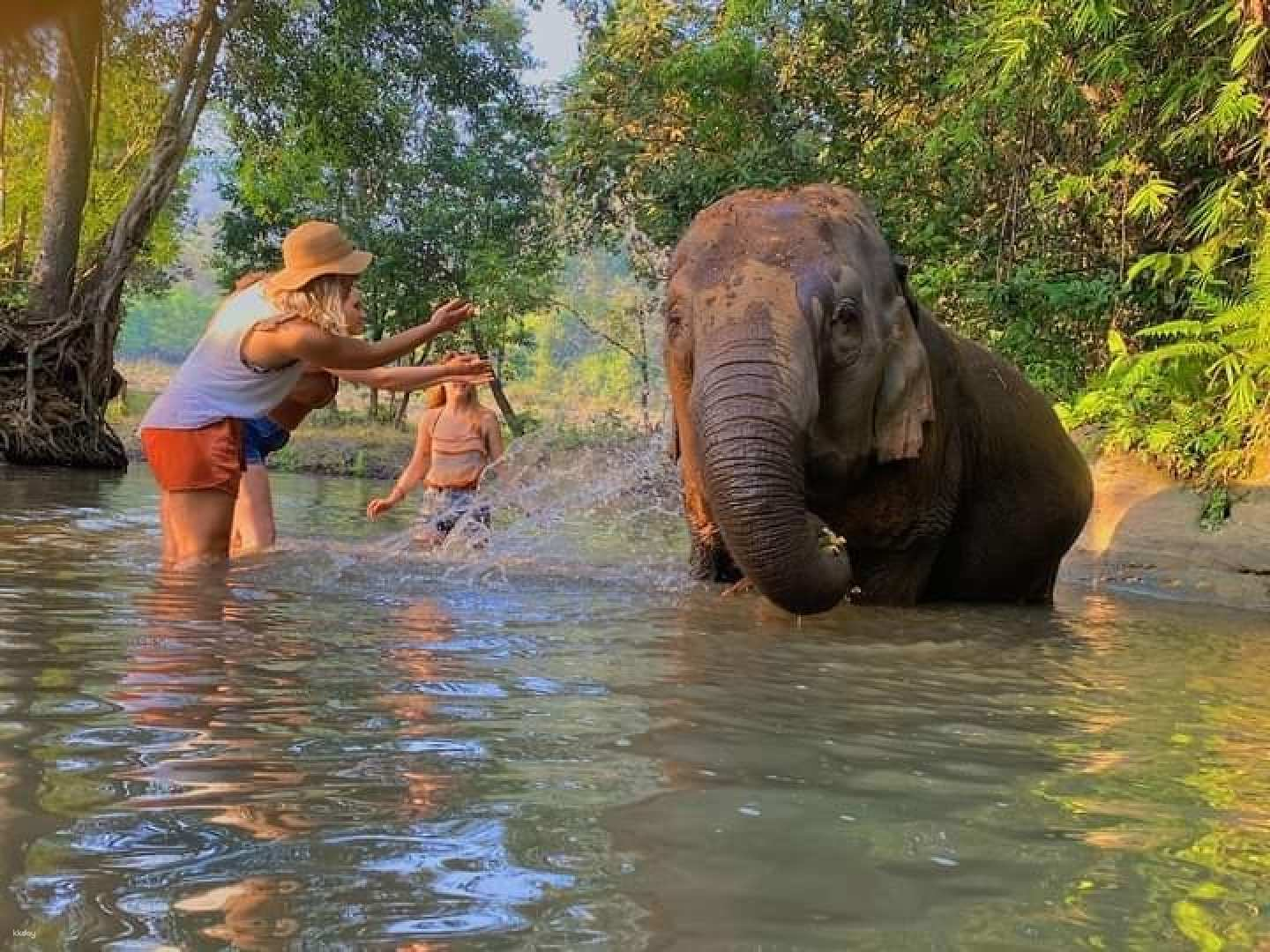 Elephant Feeding & Bathing, Bamboo Rafting or White Water Rafting and Waterfall Sightseeing | Chiang Mai - Photo 1 of 10