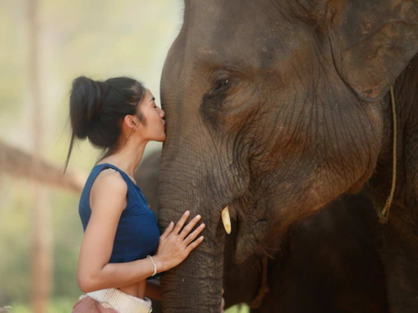 Elephant Full-Day Sightseeing Tour with Feeding & Bathing and Hotel Transfer | Phuket Island, Thailand - Photo 1 of 5