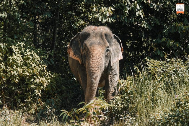 Elephant Jungle Sanctuary Chiang Mai - Photo 1 of 10