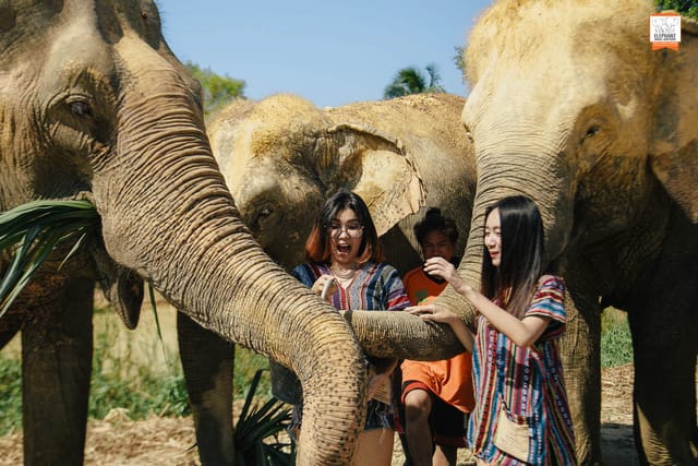 Elephant Jungle Sanctuary Pattaya - Photo 1 of 10