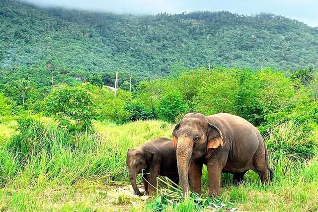 elephant-nature-care-the-largest-elephant-sanctuary-on-koh-samui_1