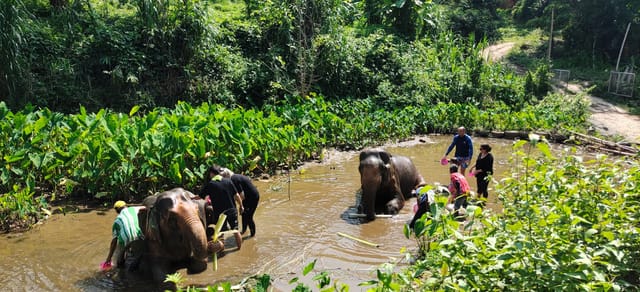 elephant-peace-project-half-day-thailand-pelago0.jpg