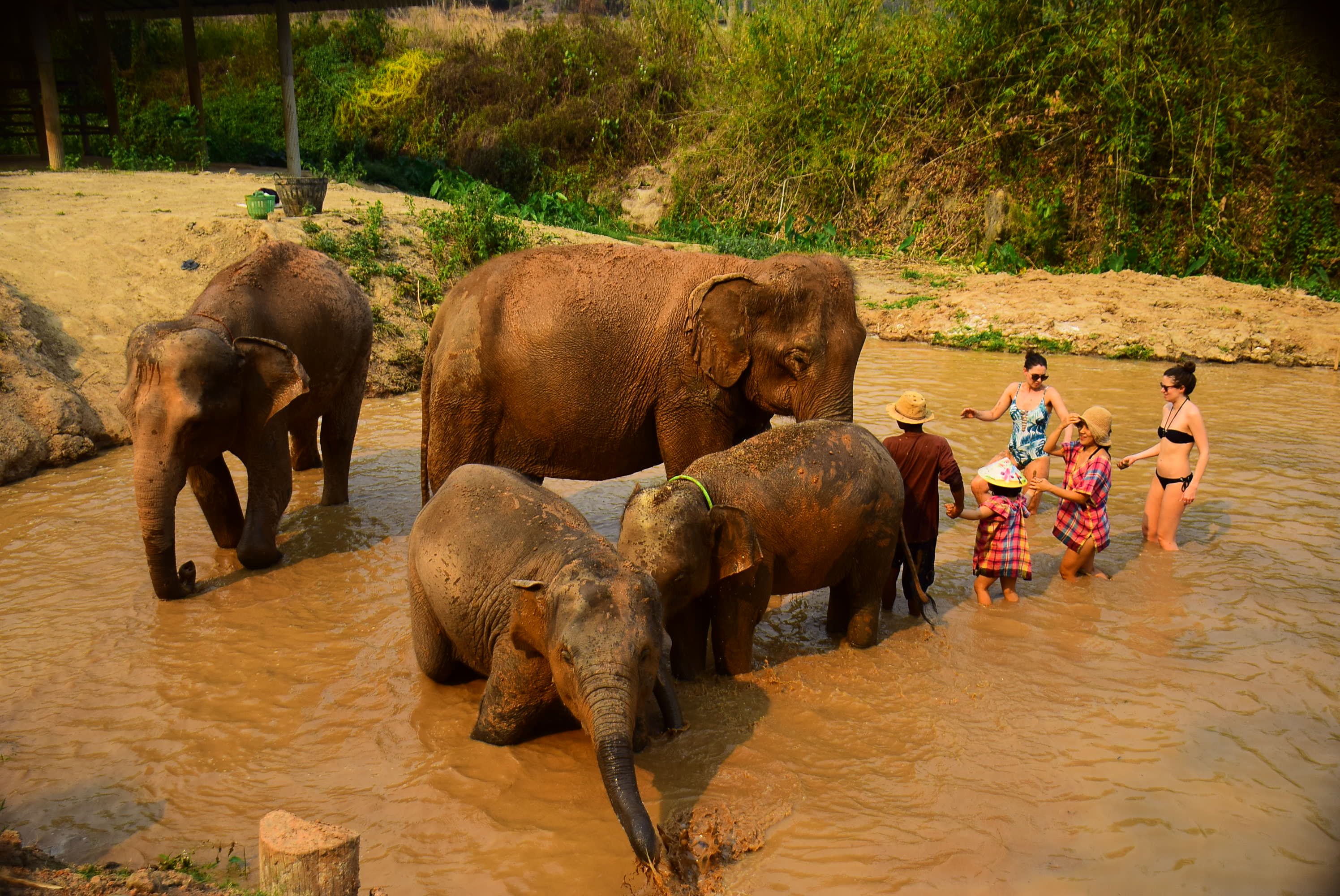 Elephant Retirement Park Phuket: Half-day Elephant Care - Photo 1 of 8