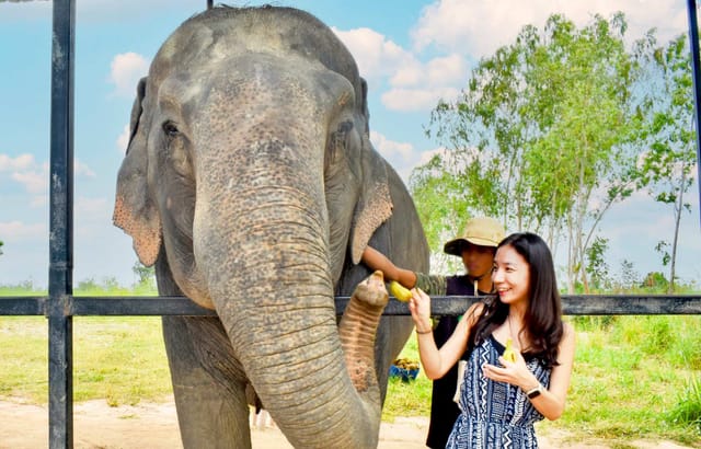 Elephant Sanctuary Escape: Bangkok and Pattaya Round-Trip Transfer | Thailand - Photo 1 of 7