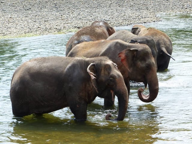 elephantsworld-kanchanaburi_1