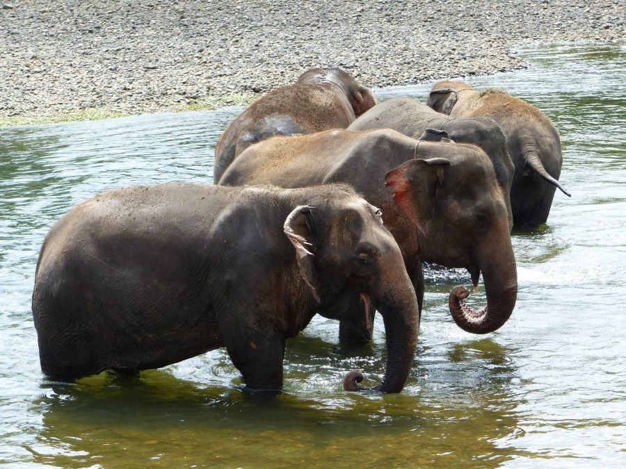 Elephants World Kanchanaburi Tickets - Photo 1 of 3