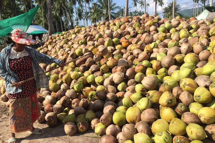 coconut farm