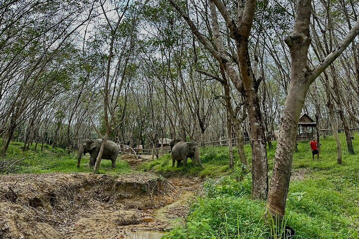 Evening Guide Tour to Khaolak Elephant Sanctuary Free 1 Cocktail - Photo 1 of 4