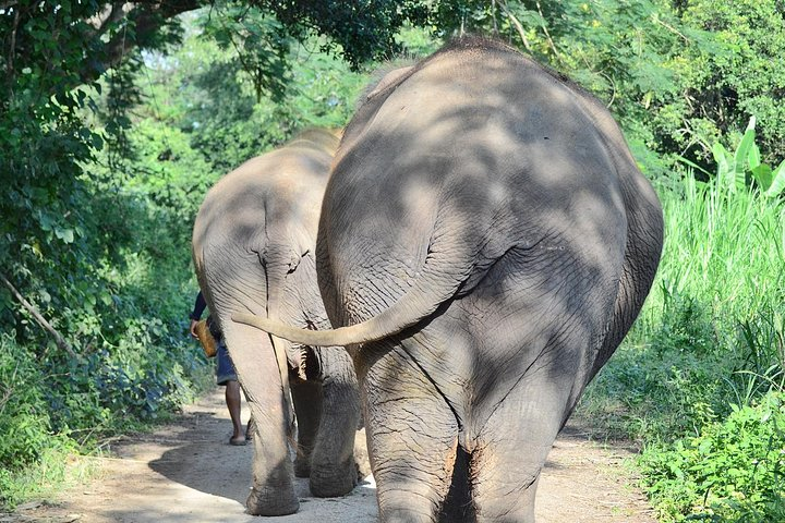 Experience Elephant Sanctuary + Sticky Waterfall - Photo 1 of 8