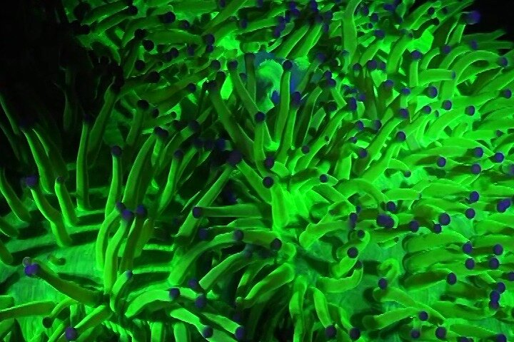 Fluorescent diving with ultraviolet dive lights - Photo 1 of 9