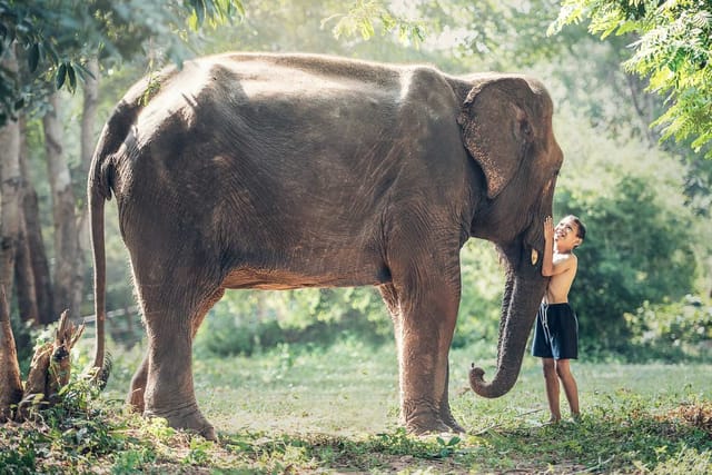 From Bangkok: Full-scale Elephant Ride Experience + Damnoen Saduak Floating Market by Panda Bus <Hotel Pick-up Included, Japanese Guide> - Photo 1 of 6