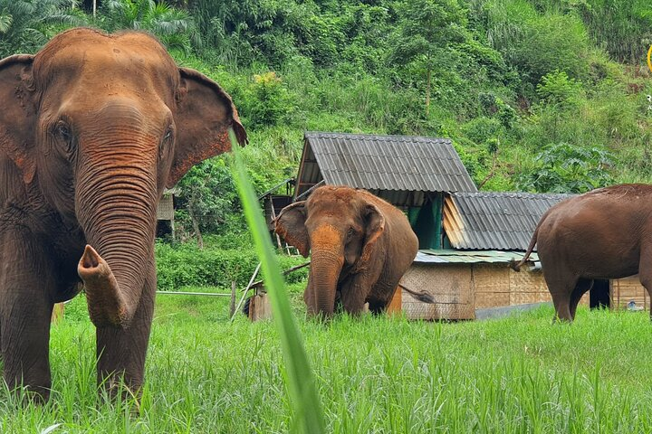 Full Day Experience at Ran-Tong Save & Rescue Elephant Centre - Photo 1 of 10