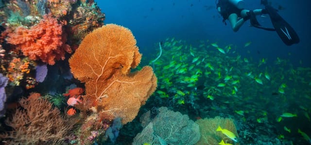 Fun Diving Day Trip - Phi Phi Islands & Shark Point / from Phuket - Photo 1 of 11