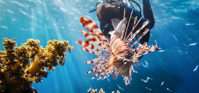 Fun Diving Day Trip -Racha Noi & Racha Yai Islands/ from Phuket - Photo 1 of 9