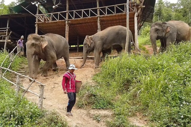 Half Day: Elephant Village Sanctuary - Photo 1 of 4