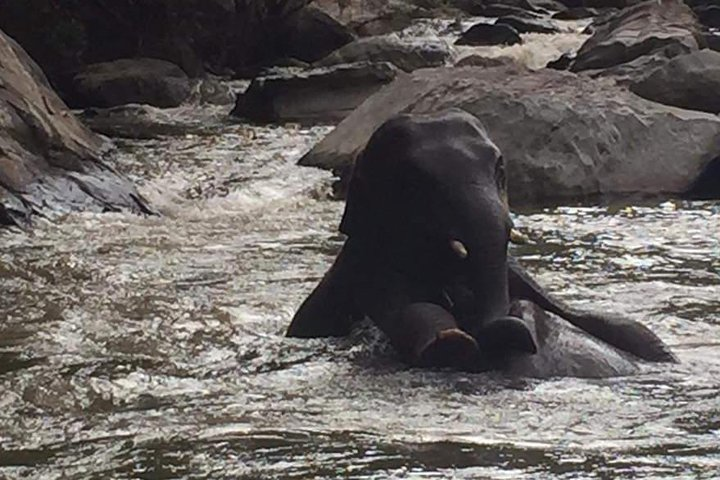 Half day Elephants in Nature Experience (Morning) - Photo 1 of 7